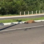 Capivara é atropelada e morta na Avenida Mato Grosso