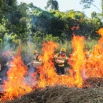 Brigadas do Pantanal aprendem uso controlado do fogo