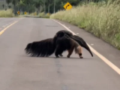 Mãe tamanduá-bandeira carrega filhote ao atravessar estrada