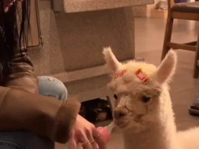 Ana Castela apresenta filhote de alpaca com mamadeira e lacinho