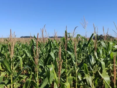 Chuva atrasa colheita do milho e safra avança só 0,2% em MS