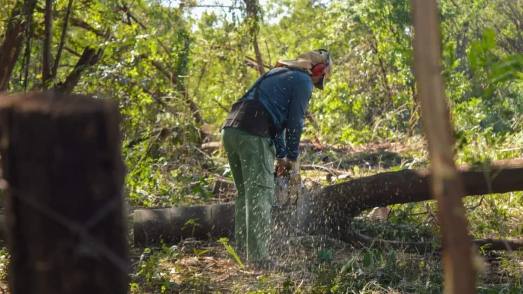 Leucena: a árvore bonita que virou problema ambiental em Campo Grande