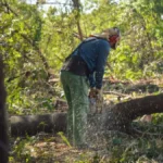 Leucena: a árvore bonita que virou problema ambiental em Campo Grande