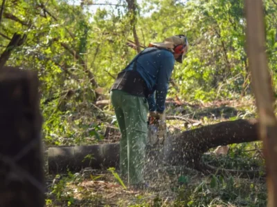 Leucena: a árvore bonita que virou problema ambiental em Campo Grande