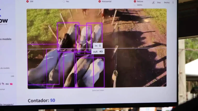 Startup de MS cria IA que monitora bovinos por imagem