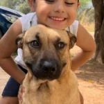 Cachorro atacado por pitbull precisa de doador de sangue urgente