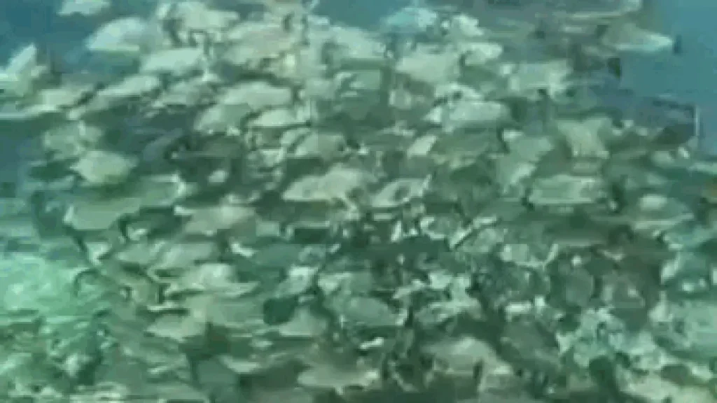 Rios de Bonito perdem espécies de peixes e plantas aquáticas