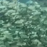 Rios de Bonito perdem espécies de peixes e plantas aquáticas