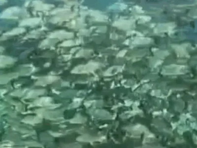 Rios de Bonito perdem espécies de peixes e plantas aquáticas
