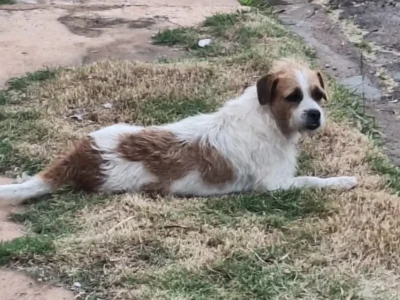 Cachorro resgatado das ruas desaparece em Campo Grande