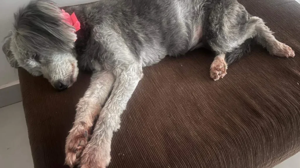 Cadela idosa de 16 anos desaparece no Taveirópolis