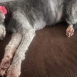 Cadela idosa de 16 anos desaparece no Taveirópolis