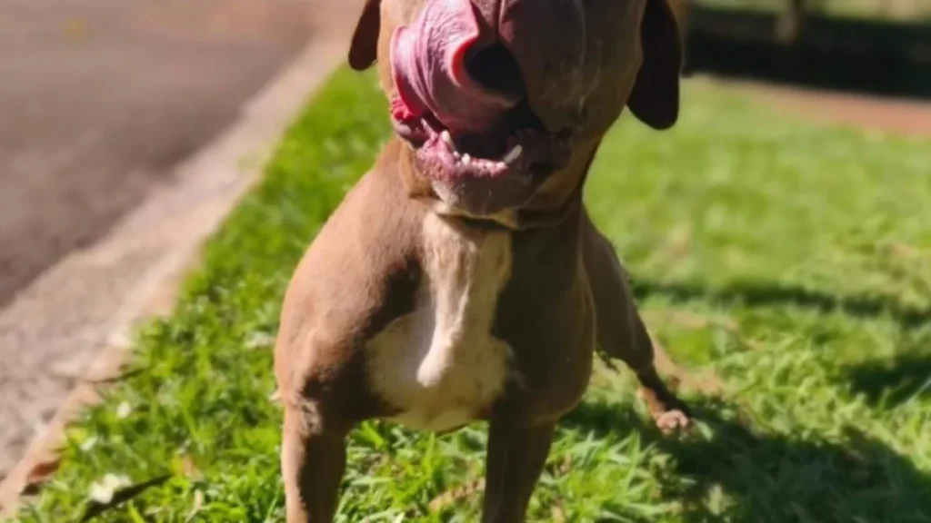 Pitbull perdida invade casa e é resgatada pelo CCZ em Campo Grande