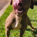 Pitbull perdida invade casa e é resgatada pelo CCZ em Campo Grande