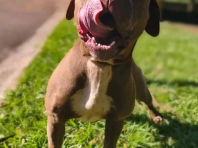 Pitbull perdida invade casa e é resgatada pelo CCZ em Campo Grande