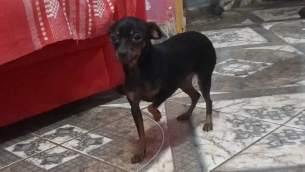 Febre e tristeza: sumiço de pinscher abala criança no São Conrado