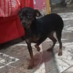 Febre e tristeza: sumiço de pinscher abala criança no São Conrado