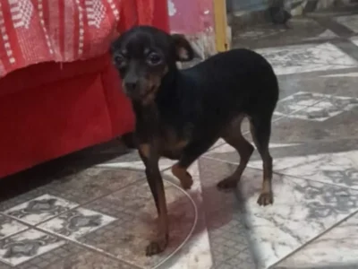 Febre e tristeza: sumiço de pinscher abala criança no São Conrado