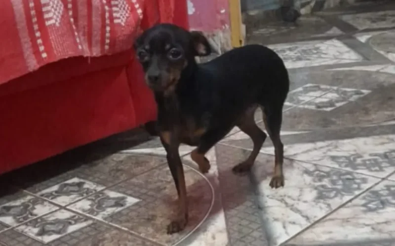 Febre e tristeza: sumiço de pinscher abala criança no São Conrado