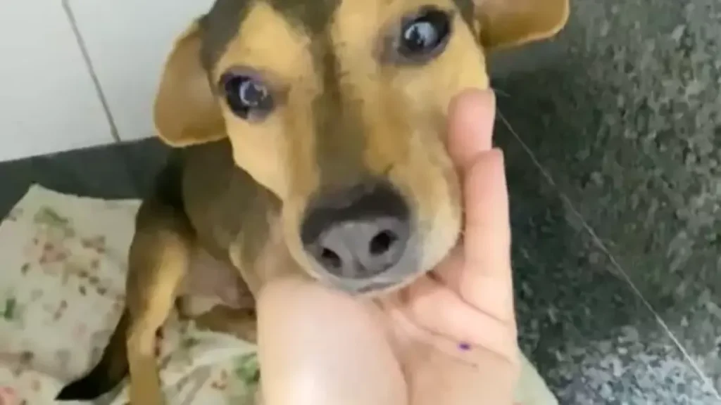 Cão sorridente abandonado e atropelado busca lar em Campo Grande