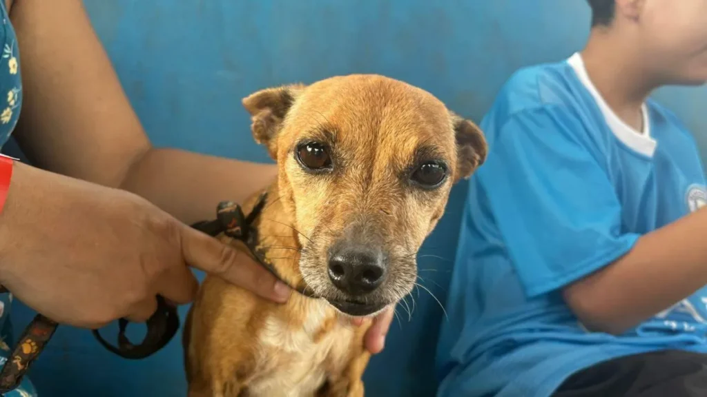 Campo Grande terá rede de clínicas veterinárias para pets de baixa renda