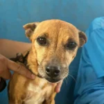 Campo Grande terá rede de clínicas veterinárias para pets de baixa renda