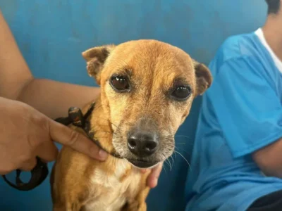 Campo Grande terá rede de clínicas veterinárias para pets de baixa renda