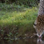 Seca no Pantanal: guia para observar onças com segurança