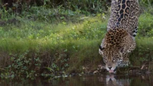 Seca no Pantanal: guia para observar onças com segurança