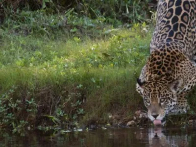 Seca no Pantanal: guia para observar onças com segurança