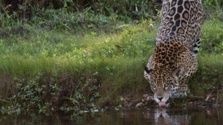 Seca no Pantanal: guia para observar onças com segurança